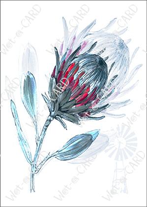 Protea Watercolour