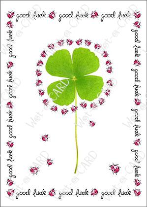 Good Luck Clover
