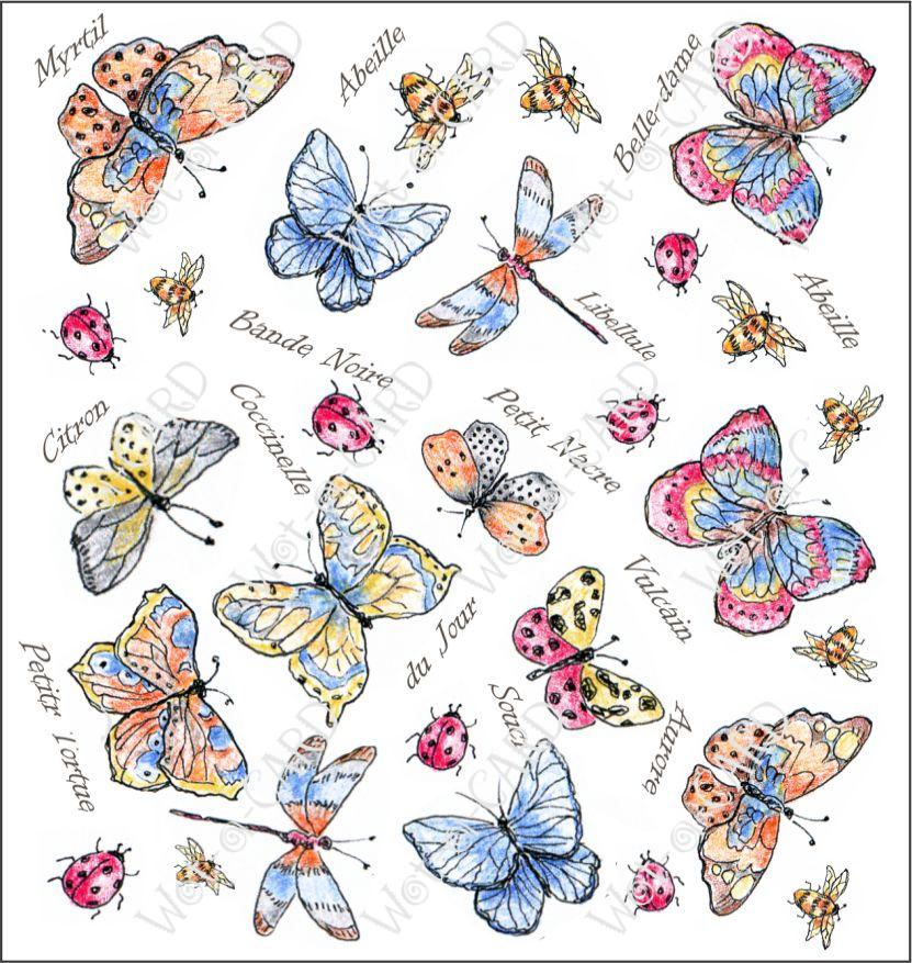 Butterfly Allover Colourful