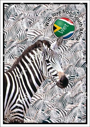 Zebra All Over