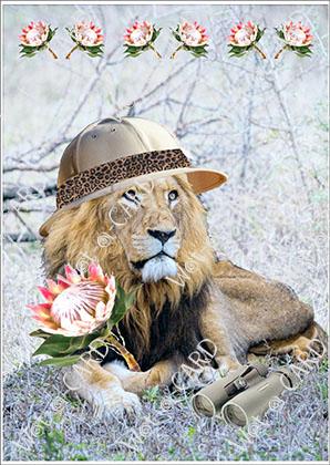 Lion Protea