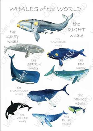 Whales of the World