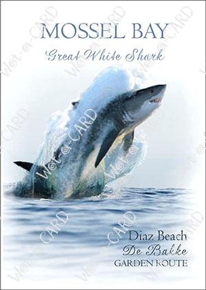 Mossel Bay Shark