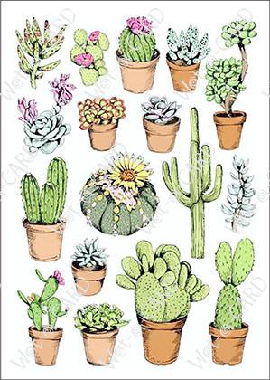 Cactus Gold