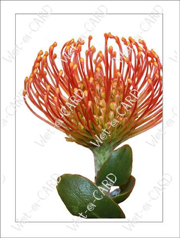 Pincushion