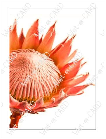 Protea Orange