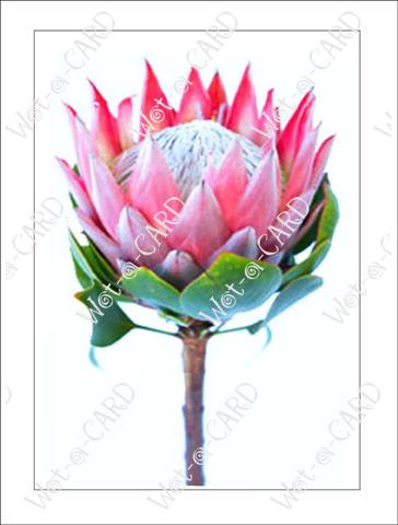 Protea Pink with Stem