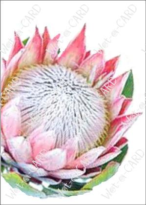 Protea Pink