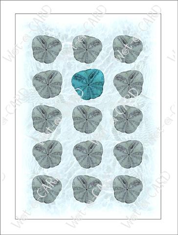 Pansy Shell Aqua