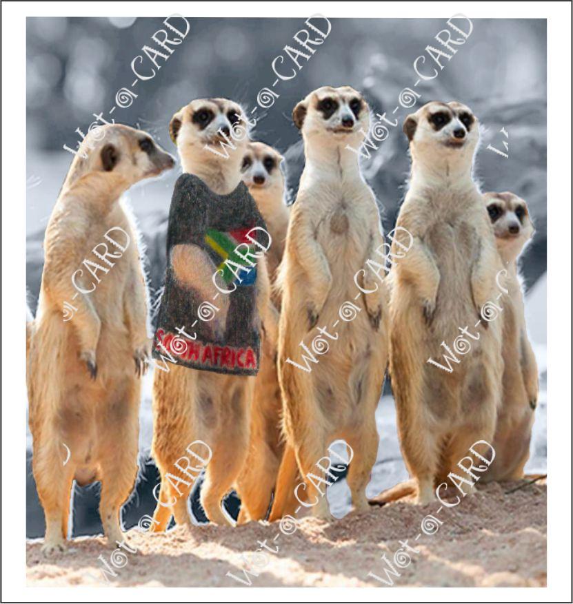 Meerkat Main Man